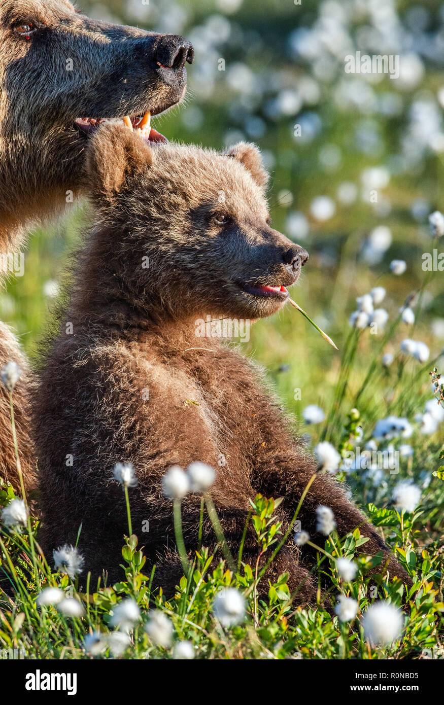 Brown bear cub and she-bear in the summer forest, among white flowers ...