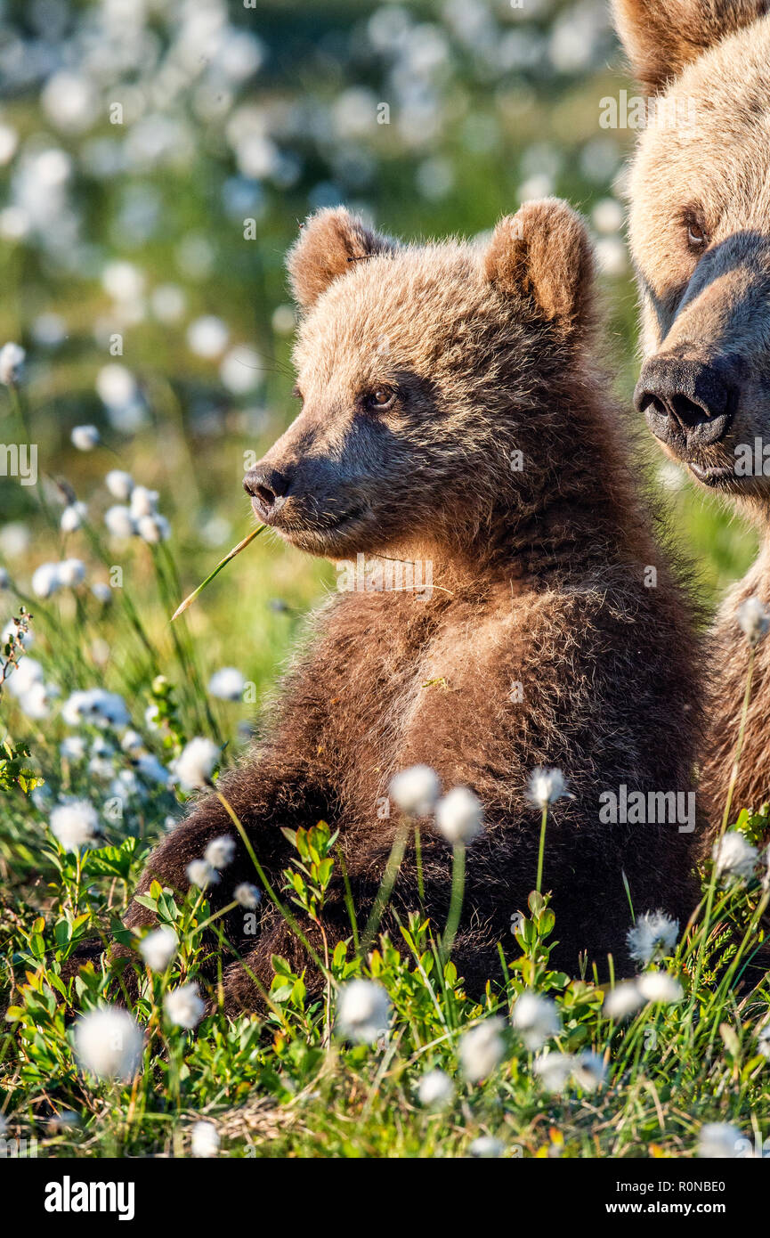 Brown bear cub and she-bear in the summer forest, among white flowers ...