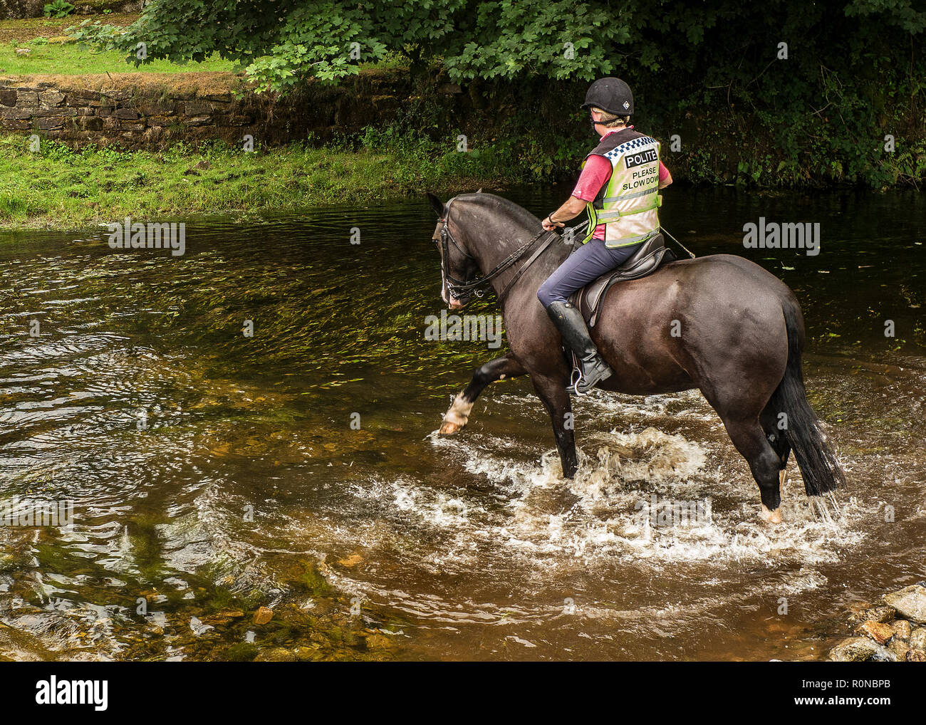 horses playfully stamping the water as they cross a stream Stock Photo