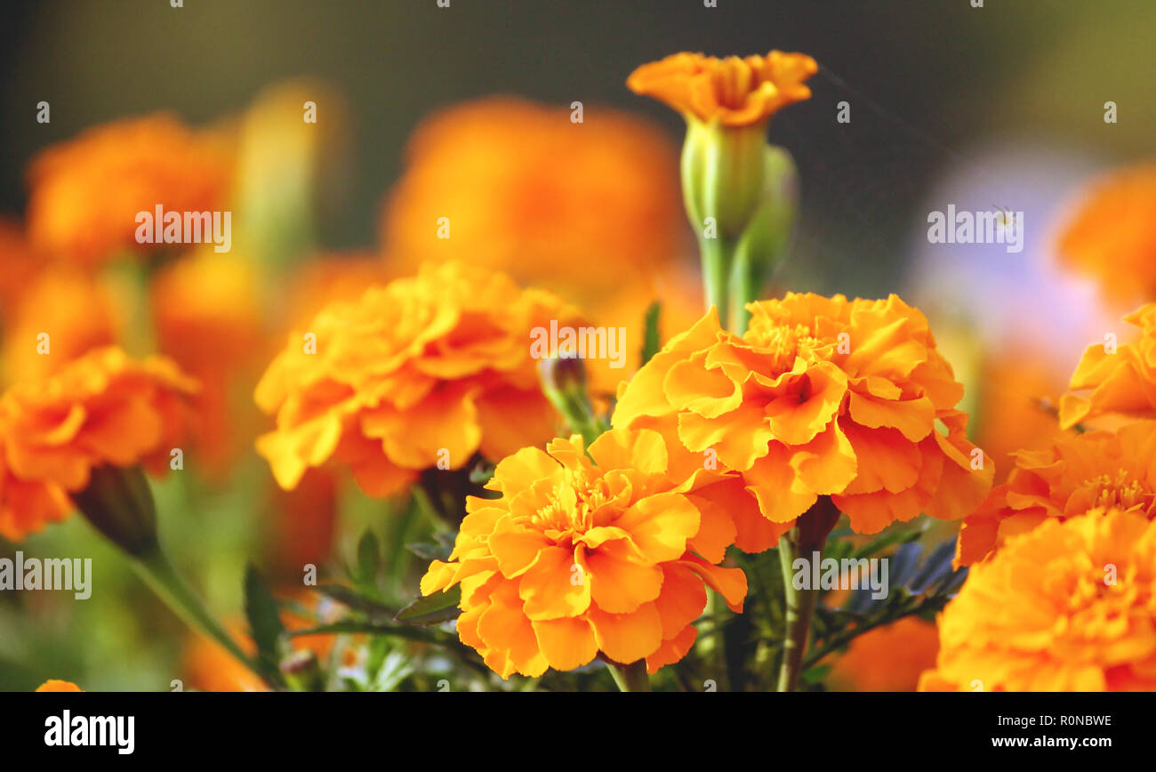 tagetes, a variety of flowers bonanza deep orange, symbol of health and longevity, beautiful and bright orange plants close-up, grow in nature Stock Photo