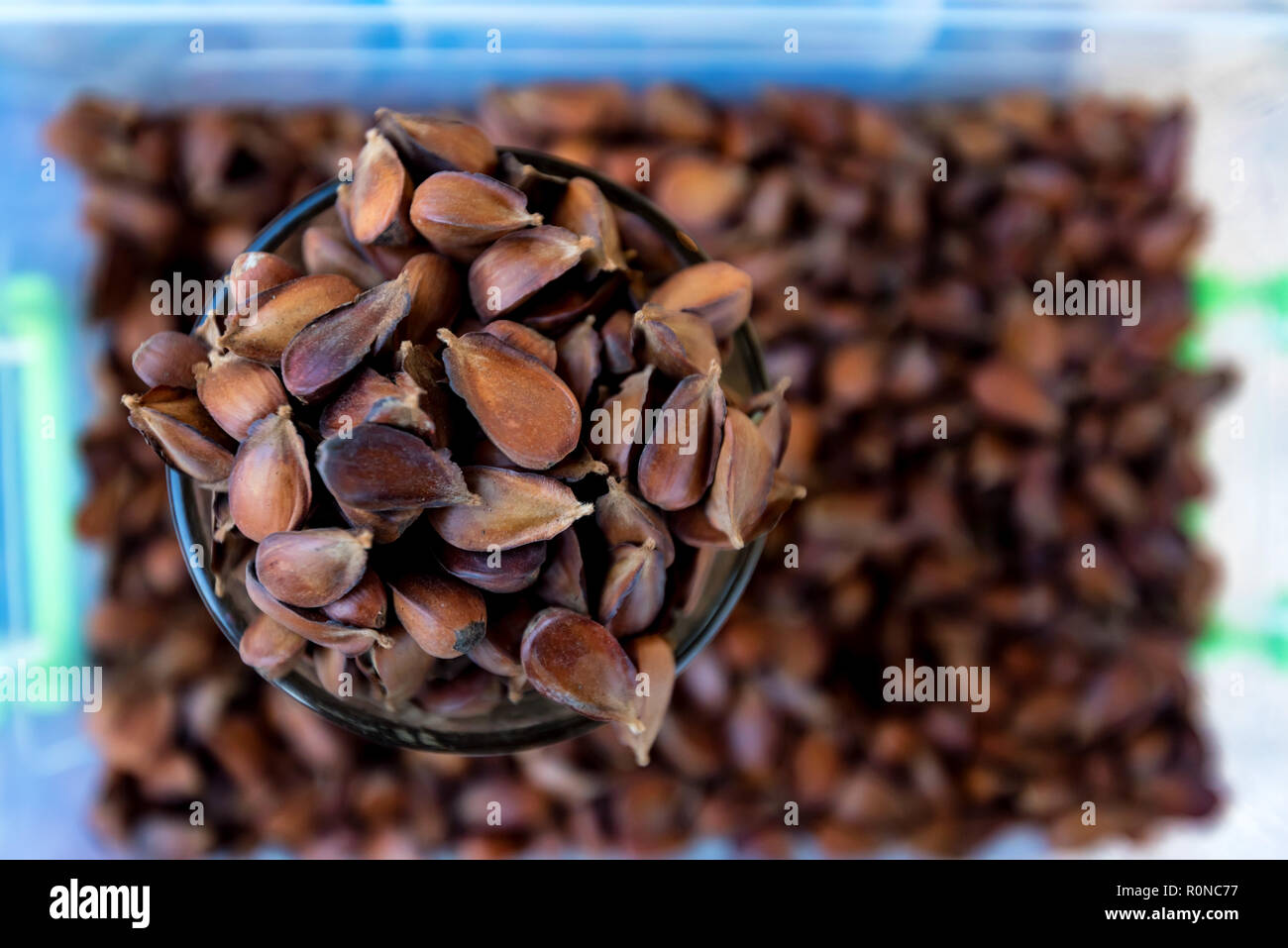 Copper beech seed hires stock photography and images Alamy
