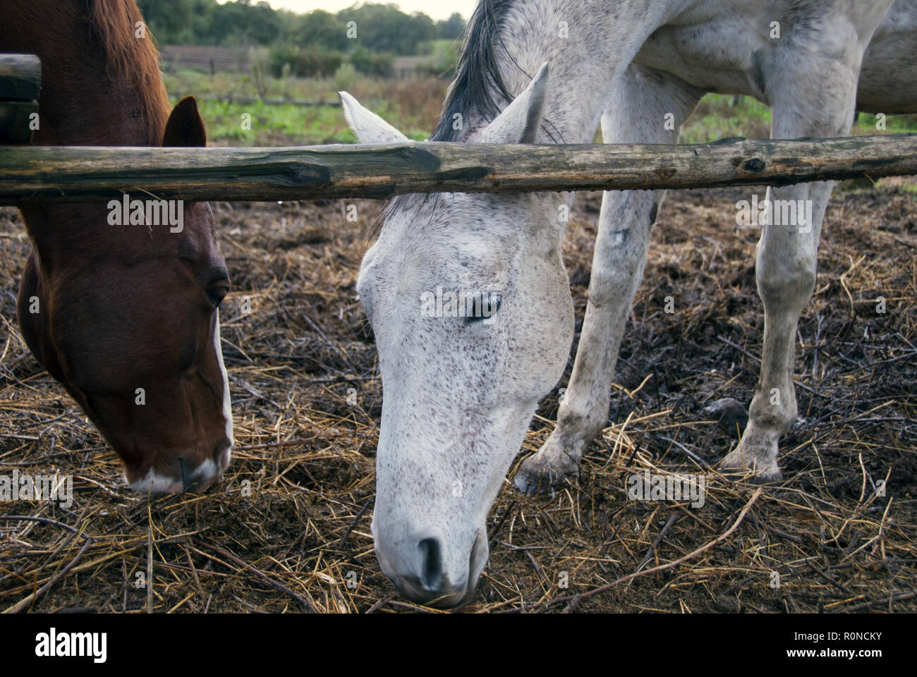 Close-up of two horses, one white and one brown. Stock Photo