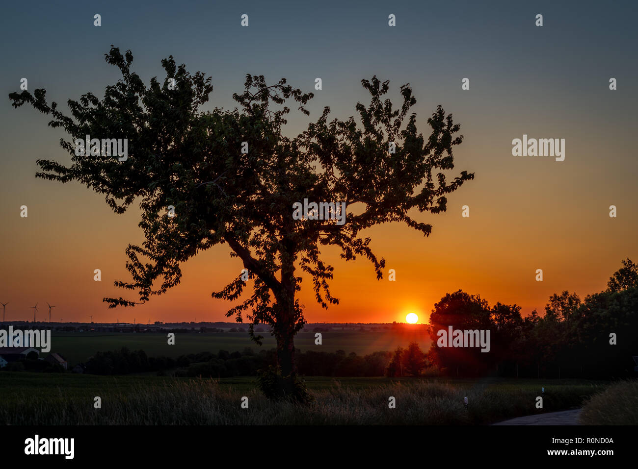 Untergehende Sonne im Altenburger Land mit Kirschbaum im Frühsommer. Stock Photo