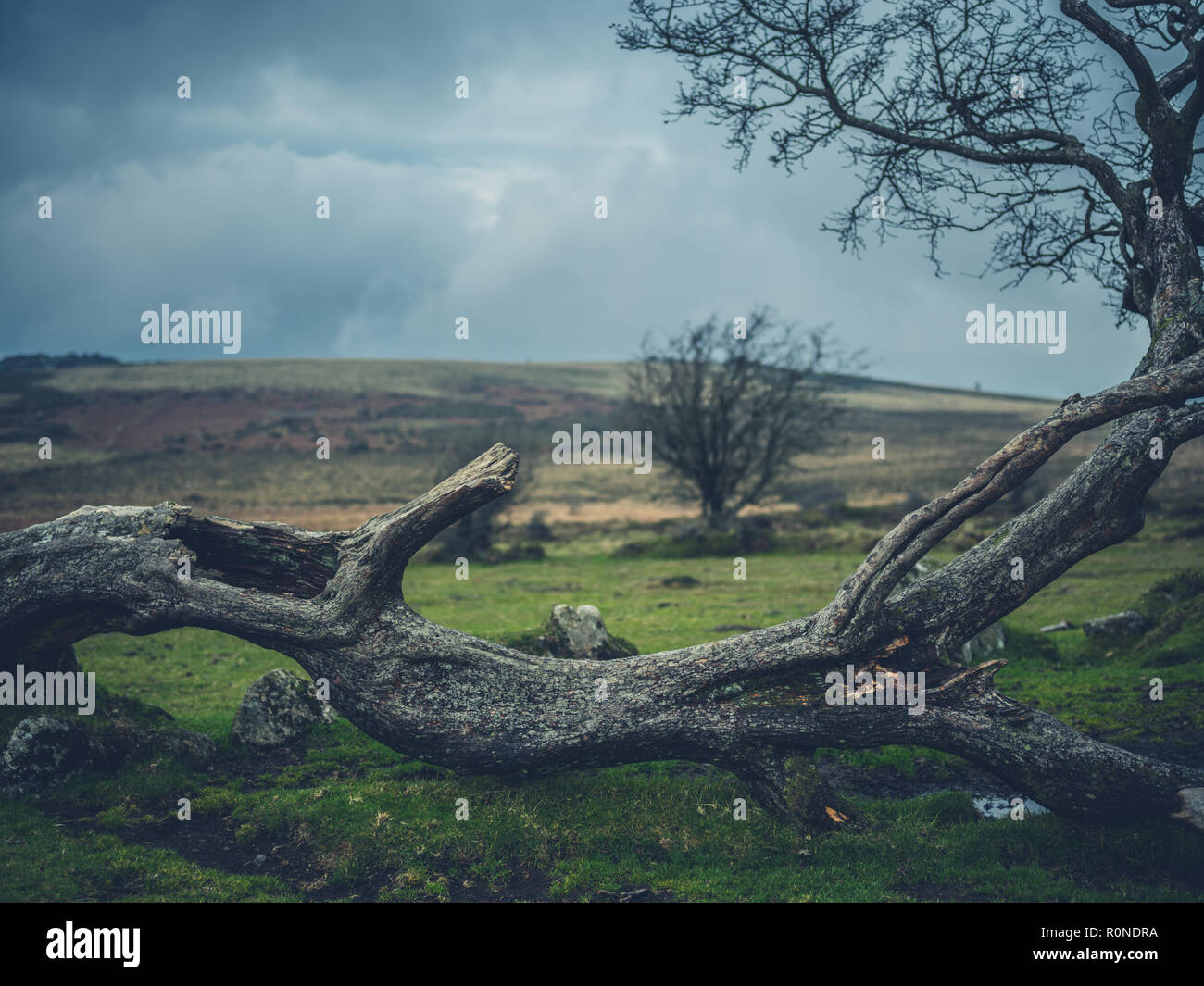 A fallen tree on the moor in autumn Stock Photo