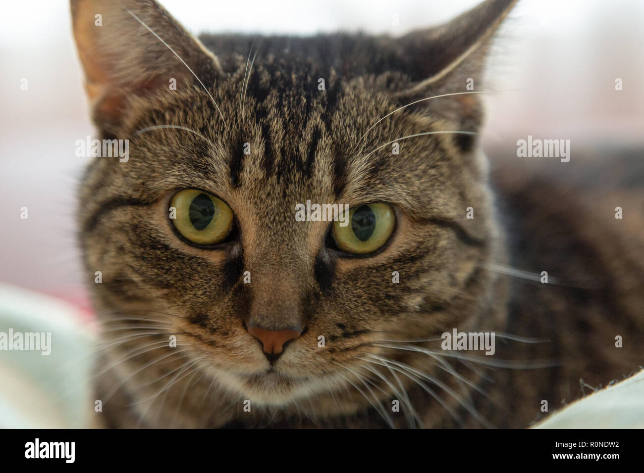 Mackerel tabby cat hires stock photography and images Alamy