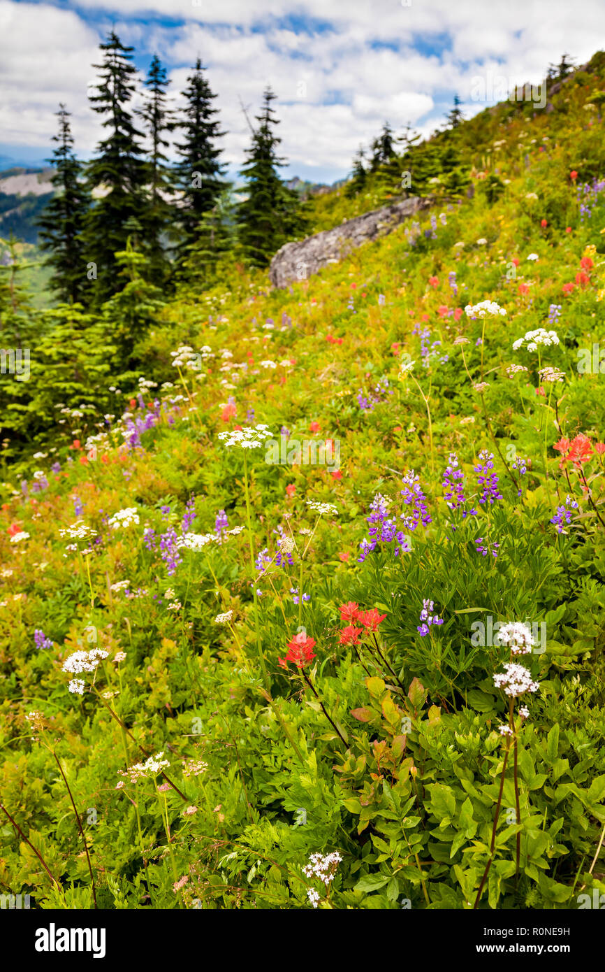 Beautiful wildflowers blooming along the hillside in Washington state, USA and pine trees Stock Photo