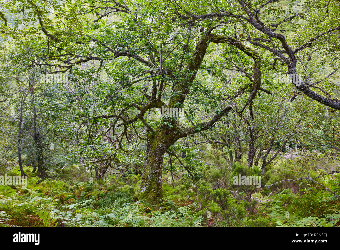 Old oak tree in the forest. Muniellos Biosphere reserve. Spain Stock Photo