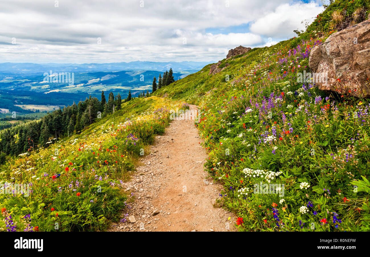Beautiful wildflowers blooming along the hillside in Washington state, USA while hiking Silver Star Mountain Trail Stock Photo