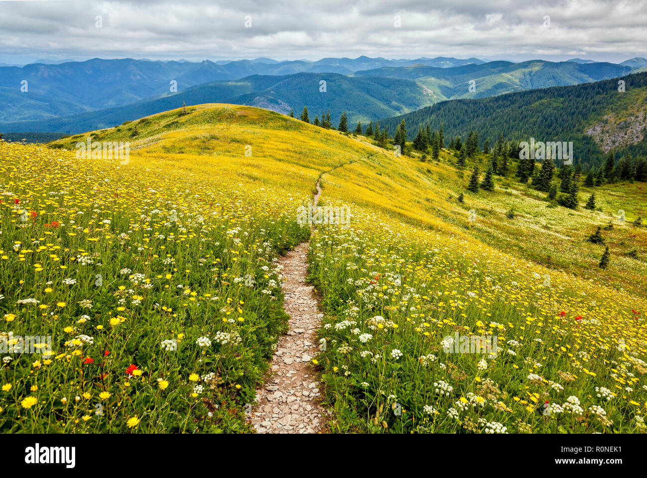 An idyllic scene of yellow, white, and red wildflowers and mountains that go on forever in Washington State Stock Photo