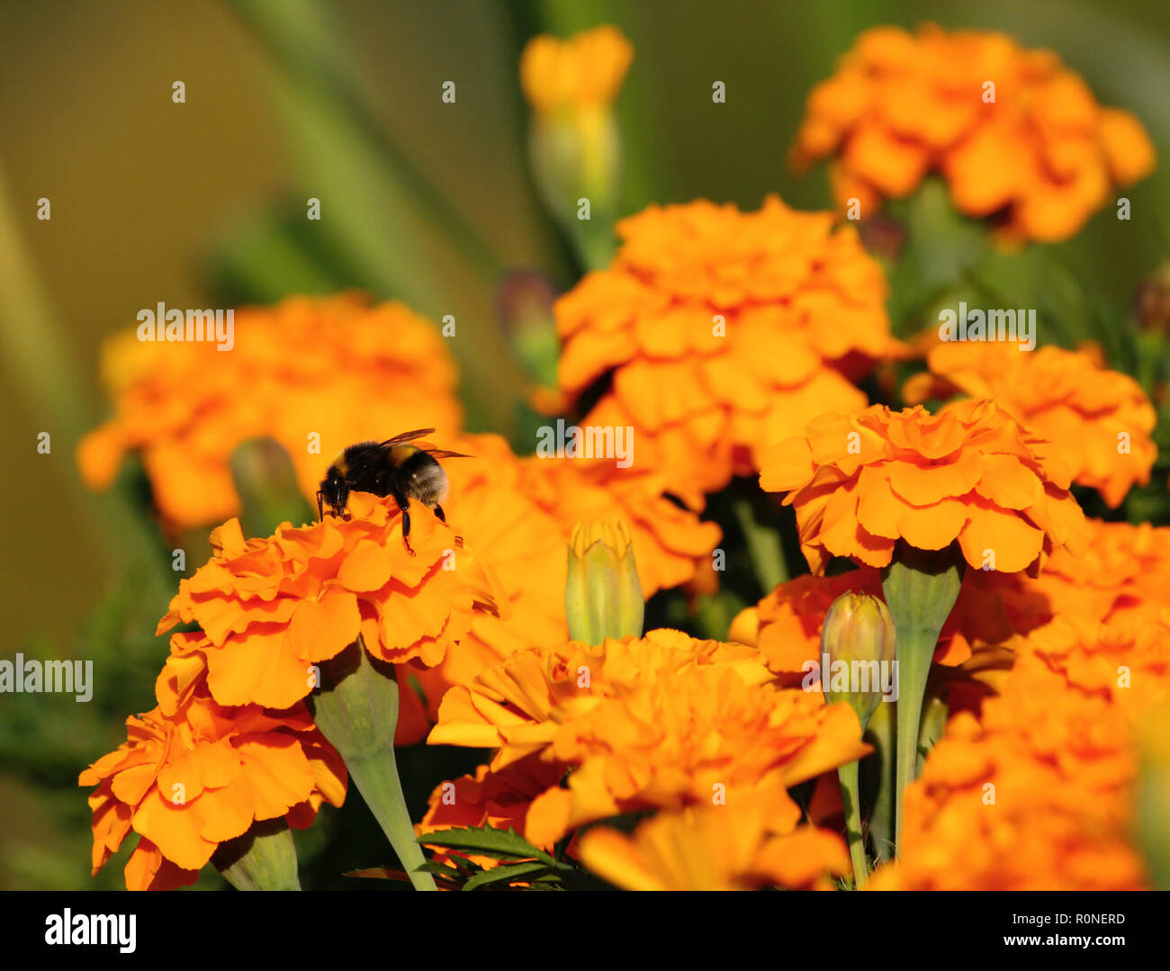 tagetes, a variety of flowers bonanza deep orange, a lot of flowers and on one sits a big bumblebee, a bright orange photo, sunny day Stock Photo