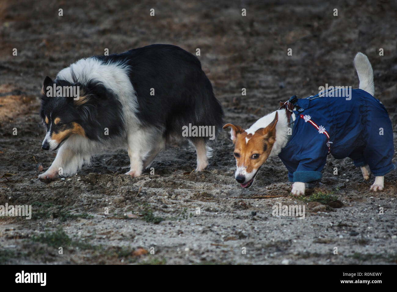 dogs on a walk jack russell terrier in overalls and sheltie Stock Photo