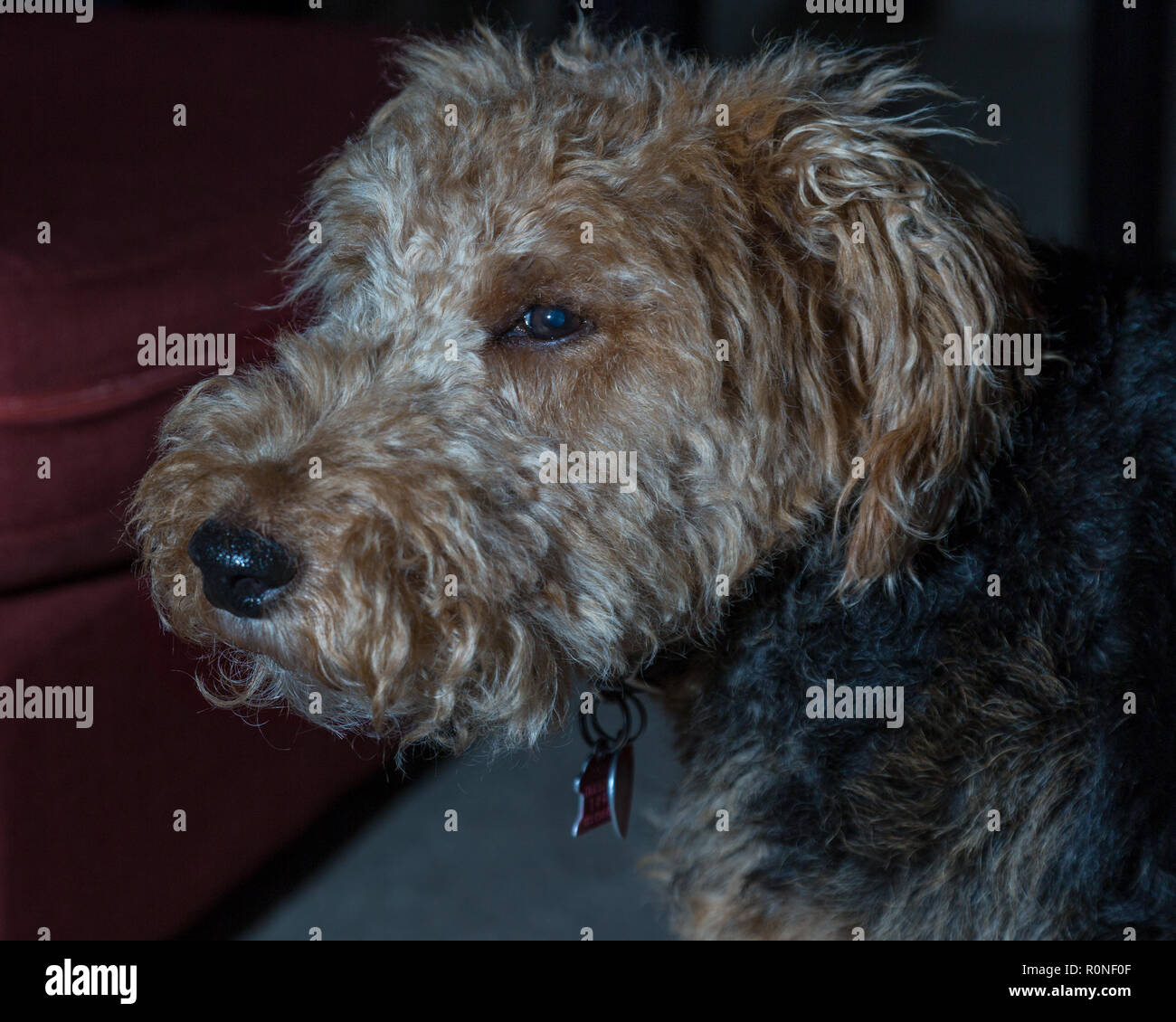 Welsh terrier dog hi res stock photography and images Page 5 Alamy