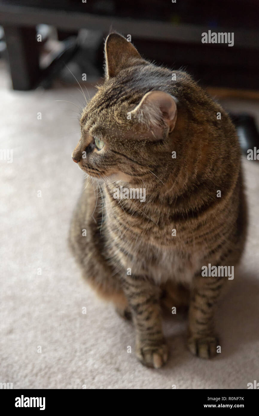 Mackerel Tabby Cat sitting and looking away Stock Photo Alamy