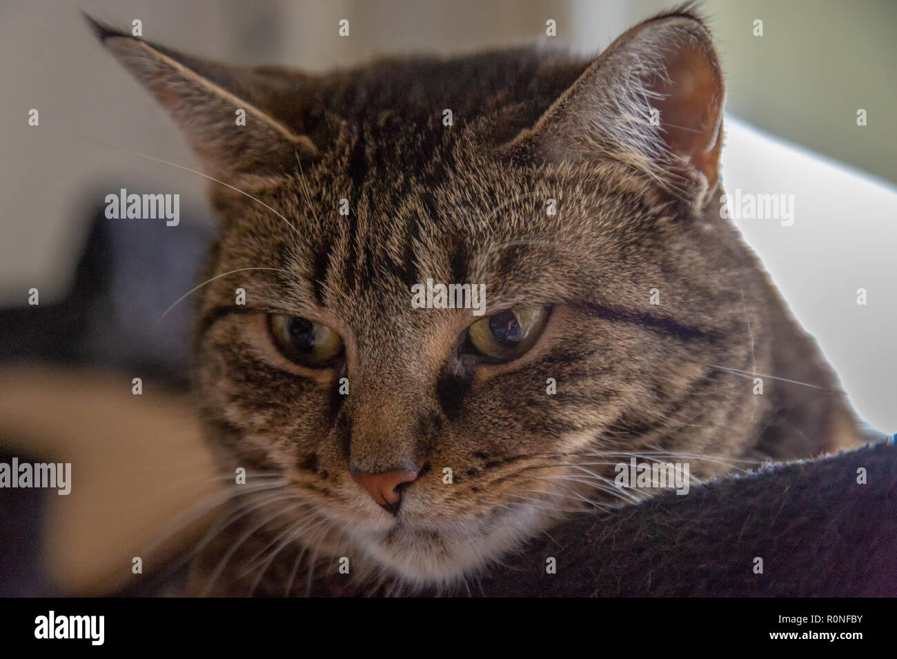 Tabby cat close up hi-res stock photography and images - Alamy