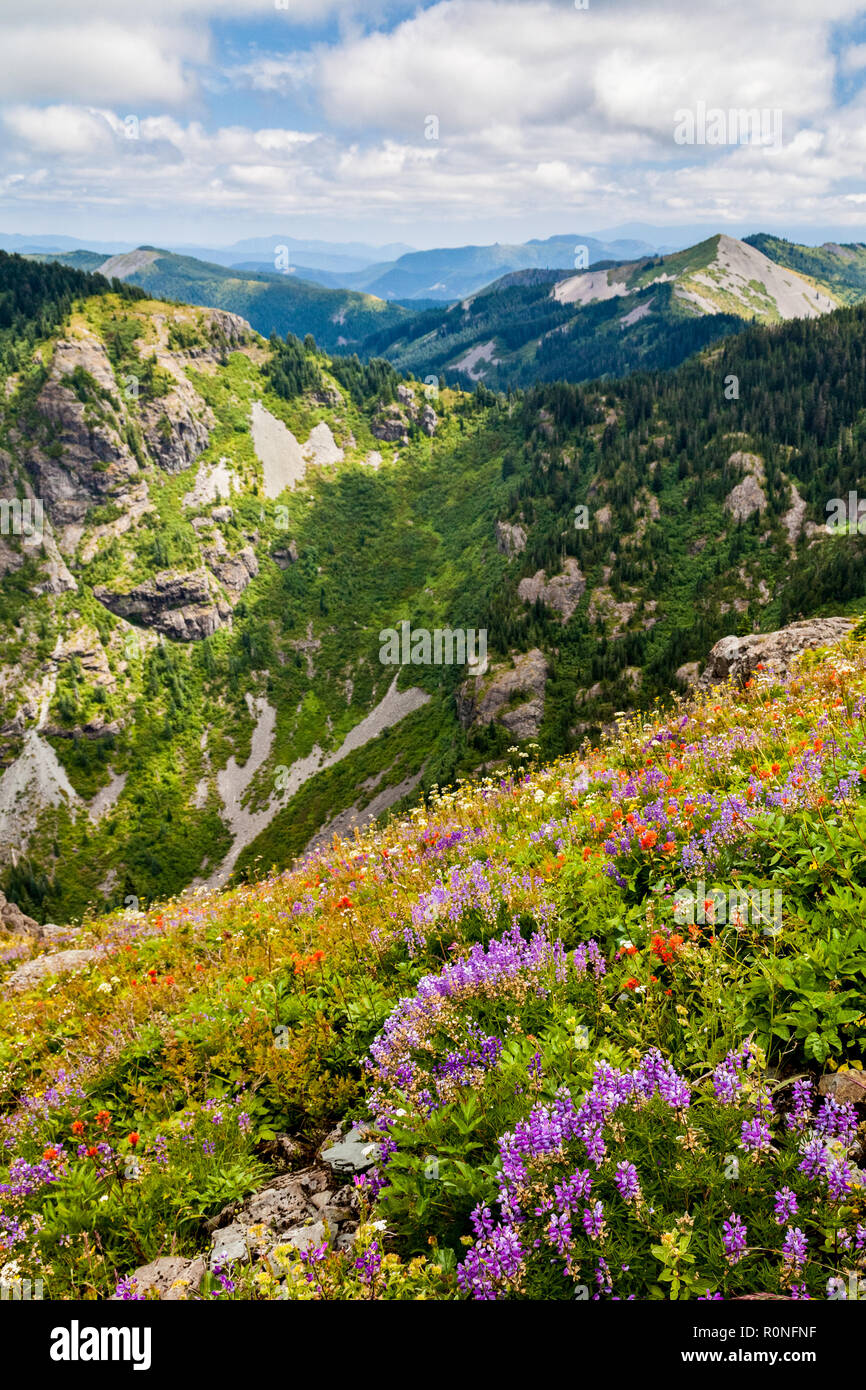Beautiful wildflowers blooming along the hillside in Washington state, USA and mountains that go on forever Stock Photo
