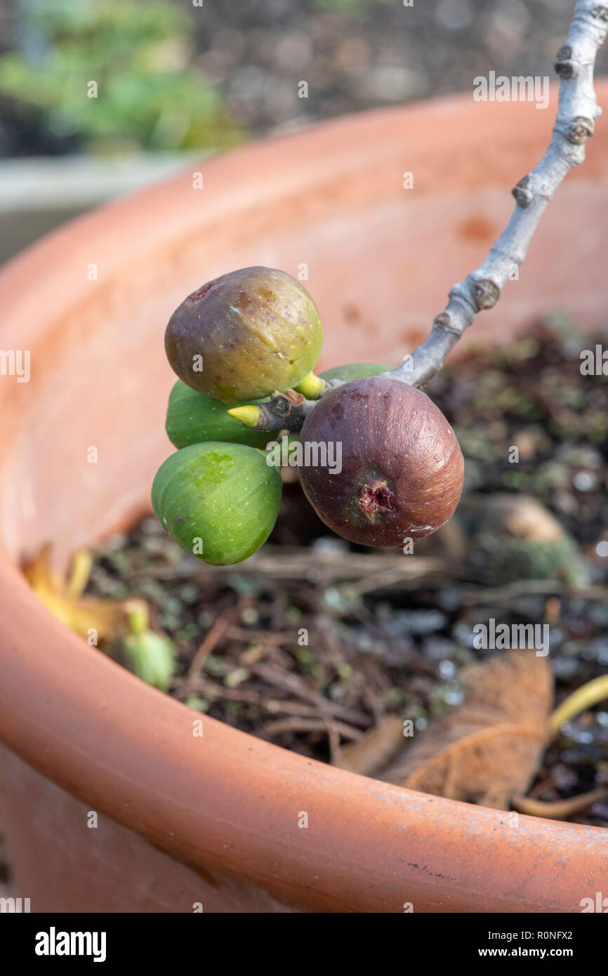 Ficus carica. Ripening Figs on a tree Stock Photo