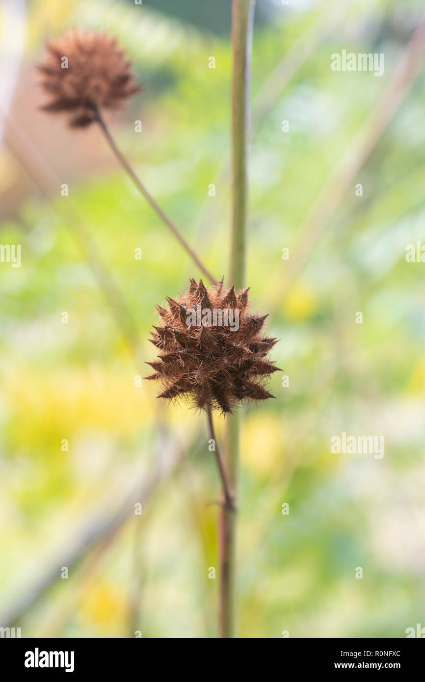 Spiky seed pod hi-res stock photography and images - Alamy