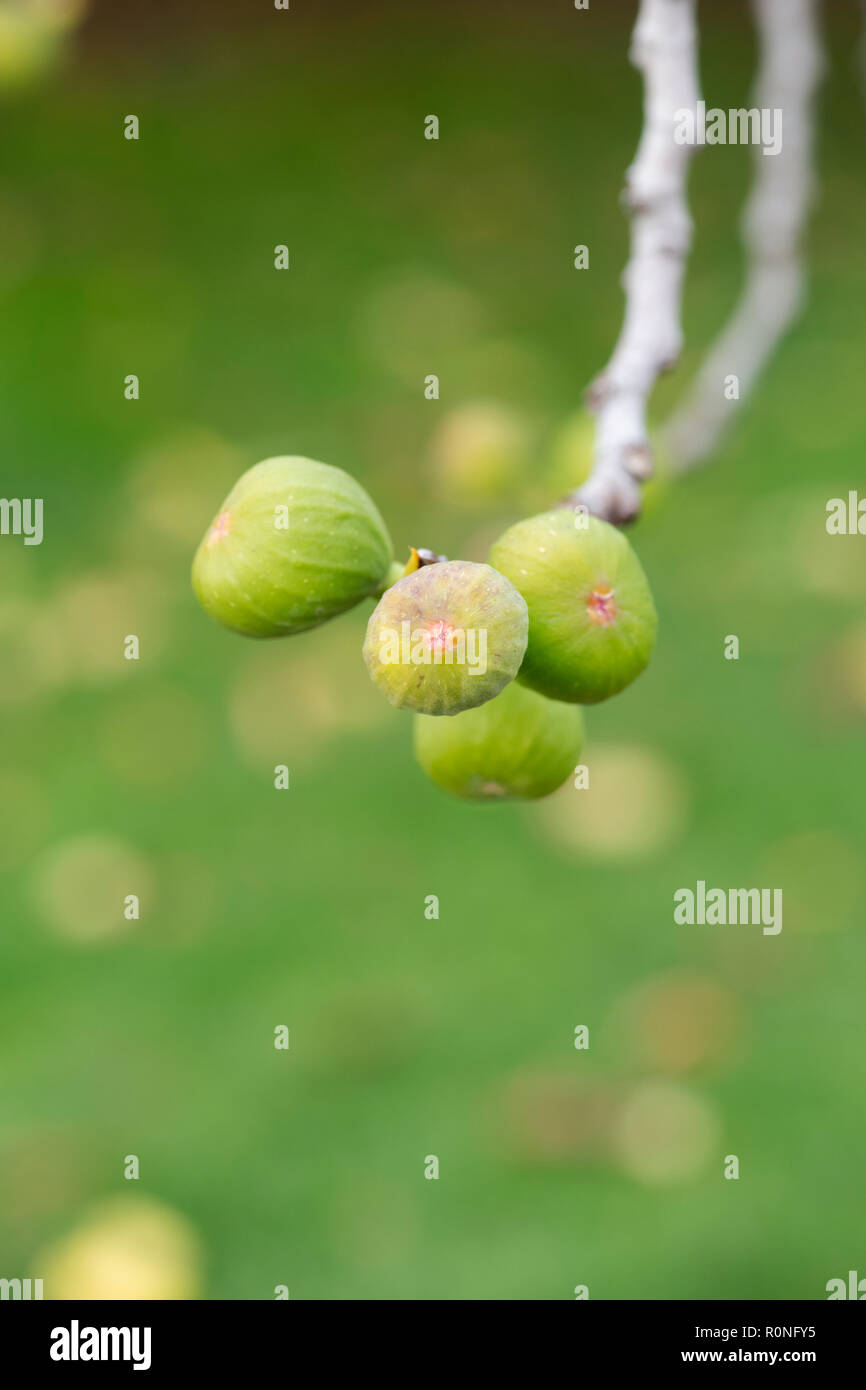 Ficus carica. Developing Fig fruit on a tree Stock Photo