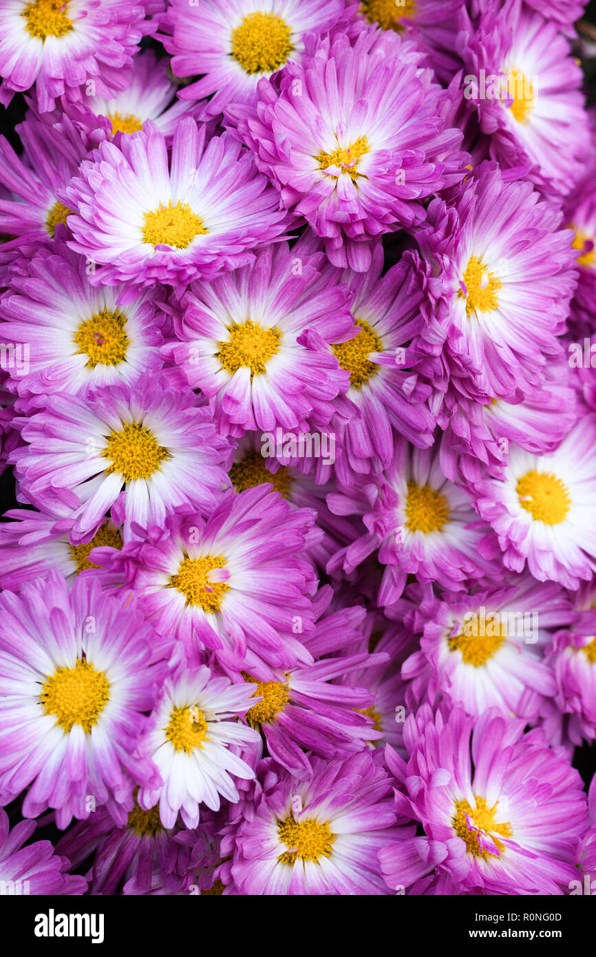 Stacy Pink Garden Mum Chrysanthemum in bloom with yellow centers and white with pink petals Stock Photo