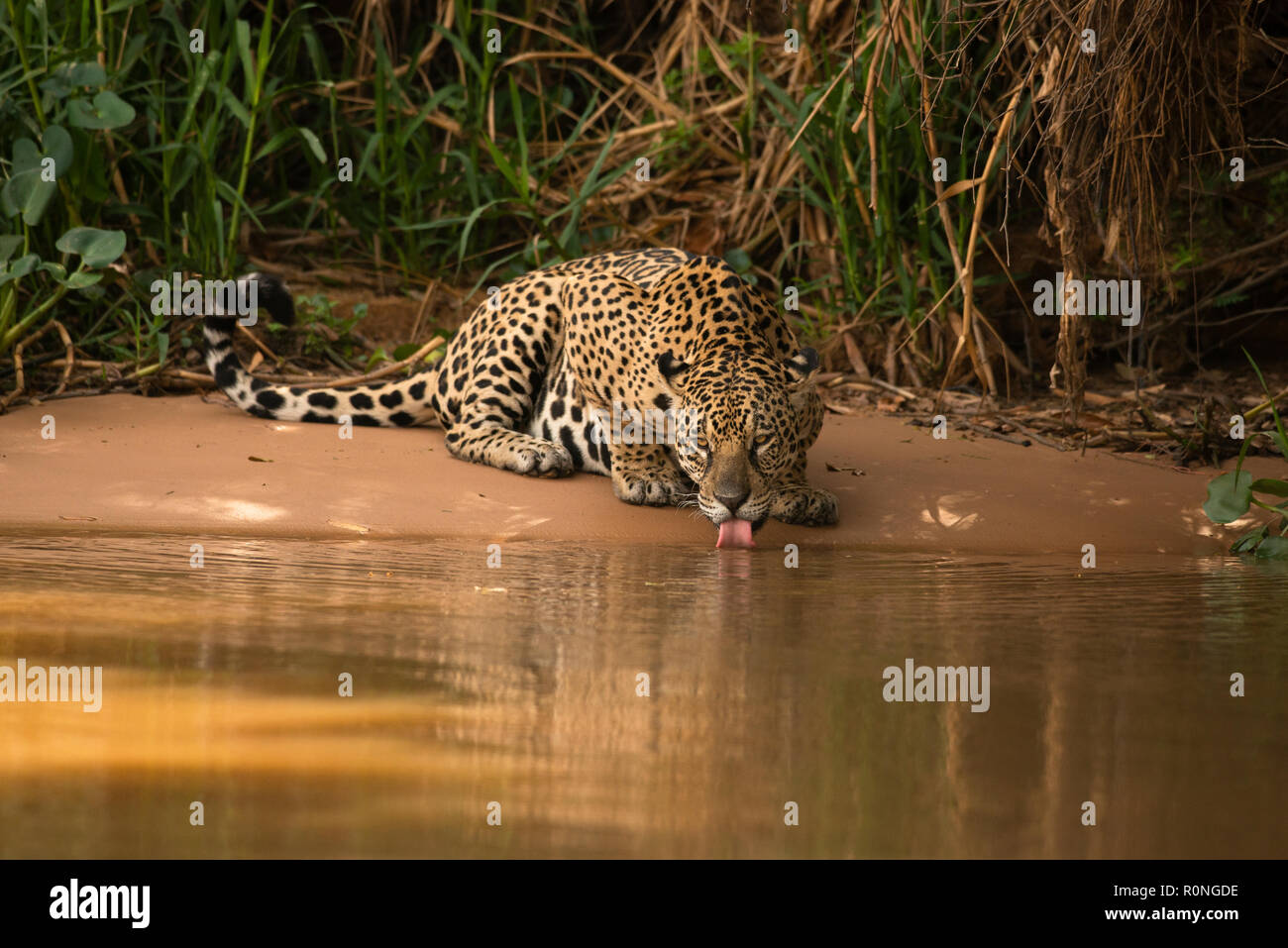 A Jaguar (Panthera onca) from North Pantanal Stock Photo