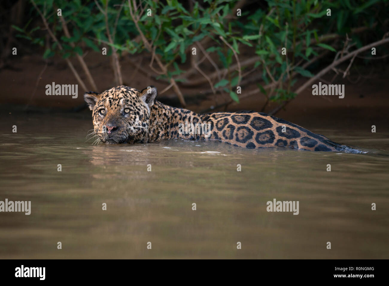 A Jaguar (Panthera onca) from North Pantanal Stock Photo