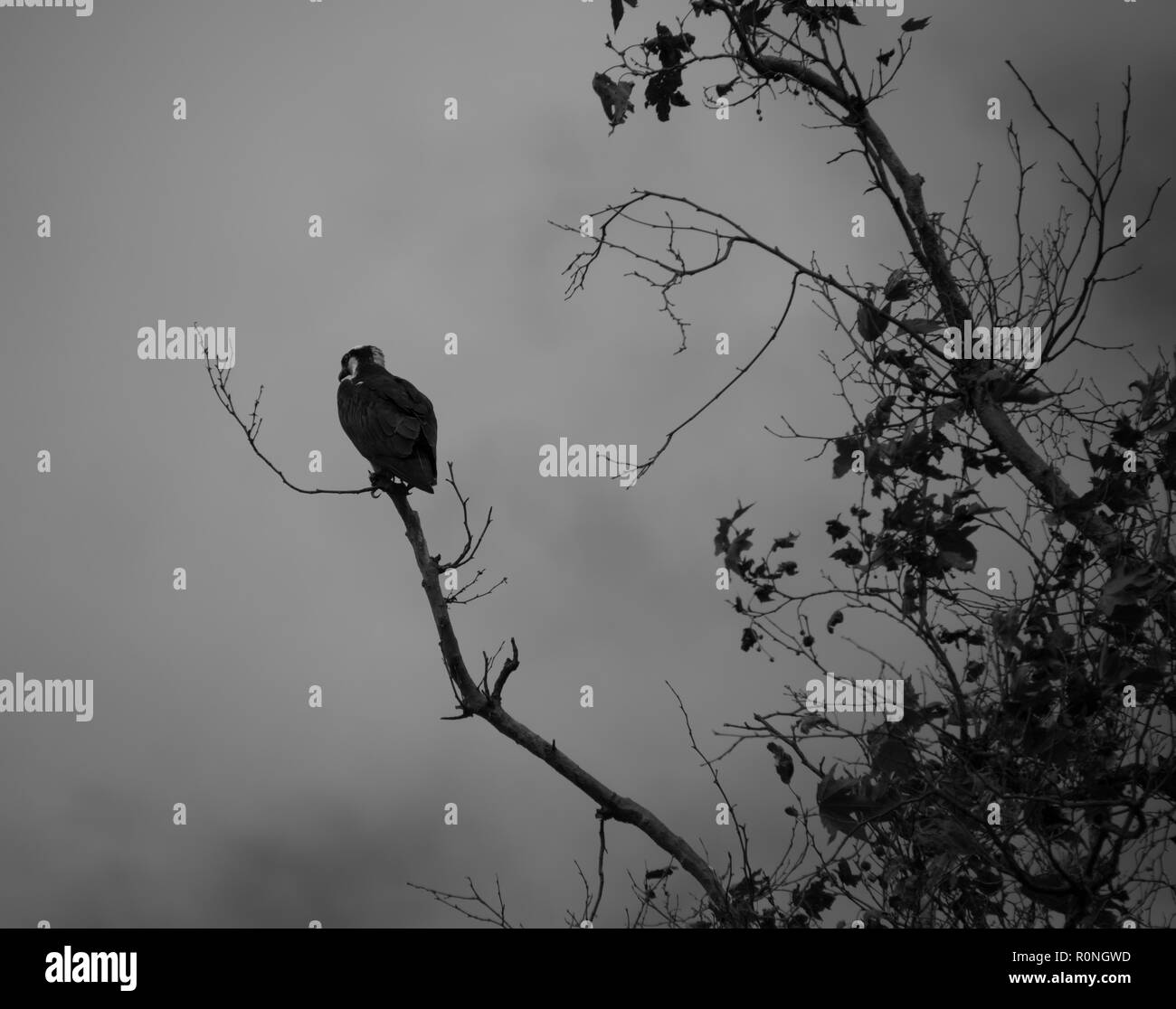 Tree branch silhouette bird Black and White Stock Photos & Images - Alamy