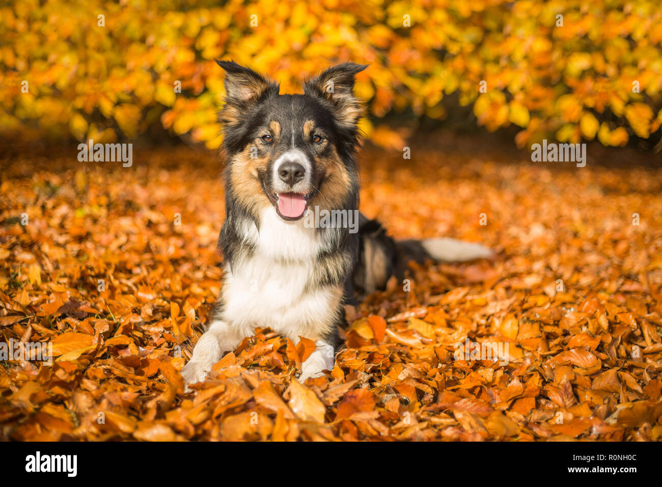 A portrait of a tri-coloured border collie lying on a bed of autumn leaves. Stock Photo
