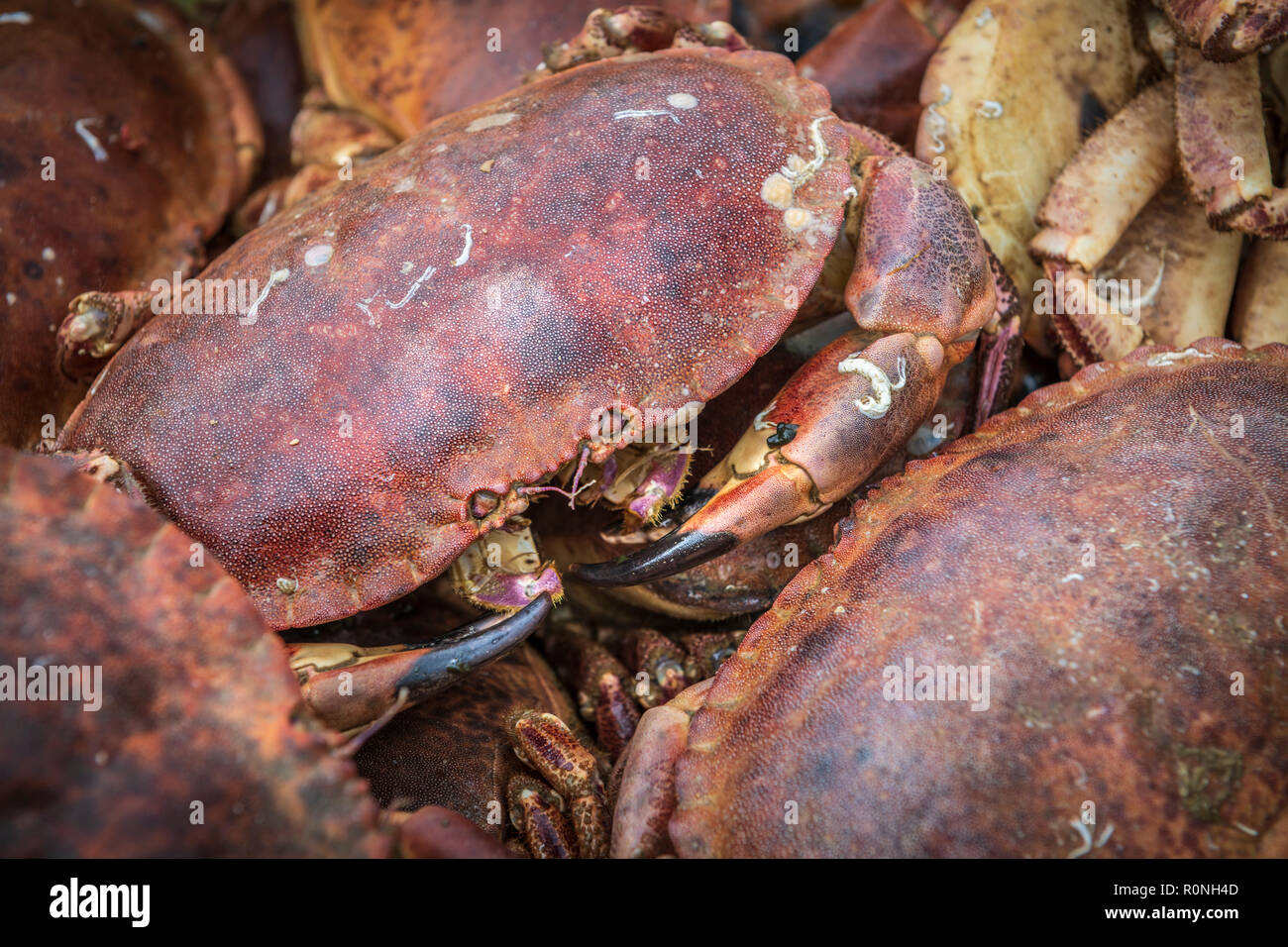 Crabs await their fate in a bucket on the quayside at West Bay in Dorset. Stock Photo