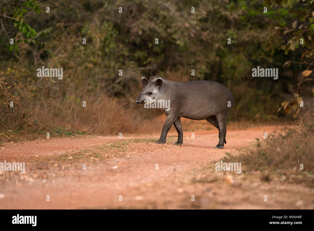Brazilian Tapir (Tapirus terrestris) from North Pantanal. Stock Photo