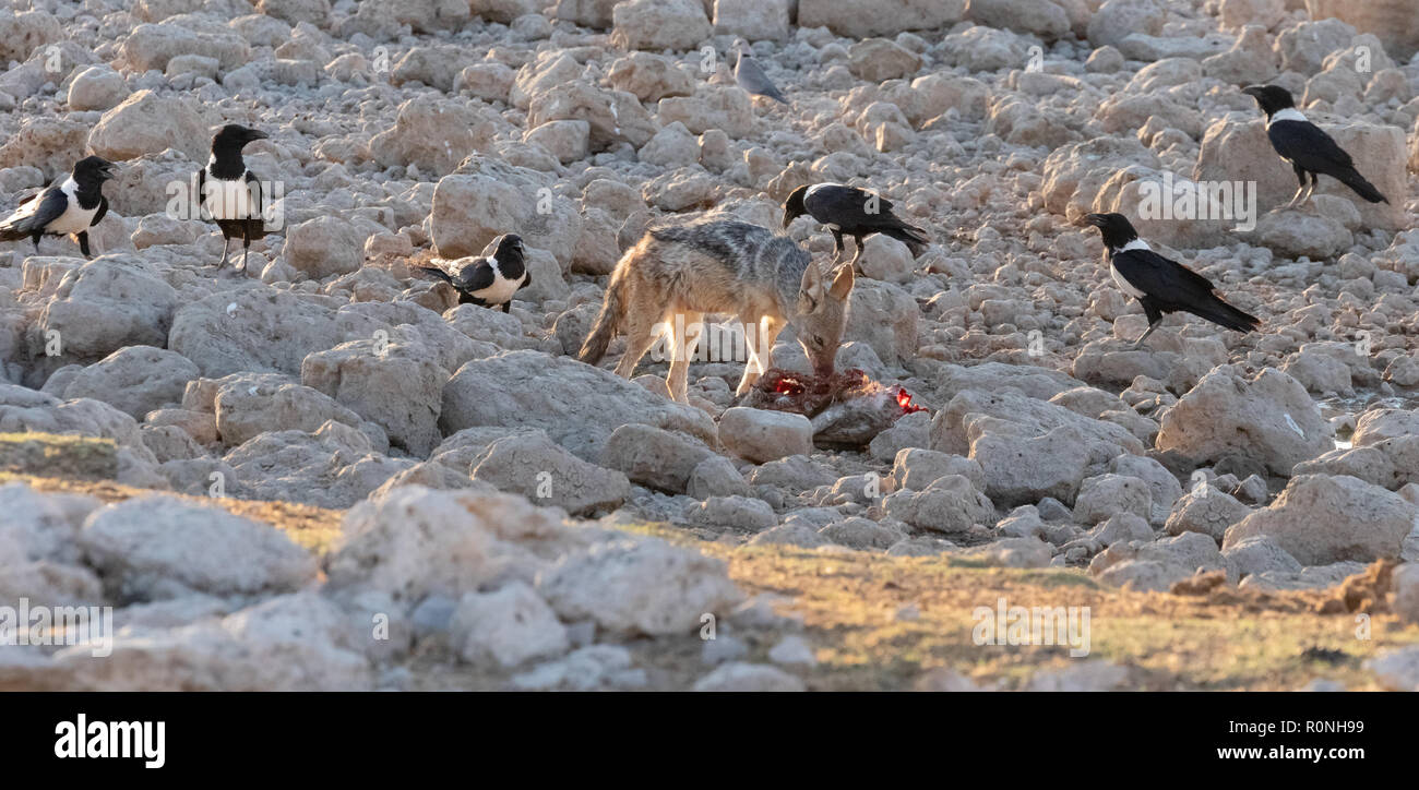 Animal behaviour - A Black Backed Jackal ( Canis mesomelas ) defending his food from the crows, Etosha national park, Namibia Africa Stock Photo