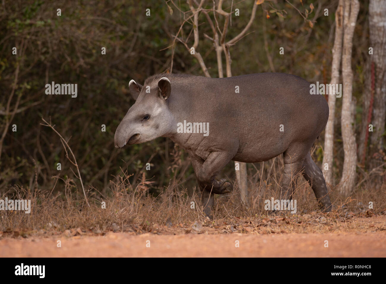 Brazilian Tapir (Tapirus terrestris) from North Pantanal. Stock Photo