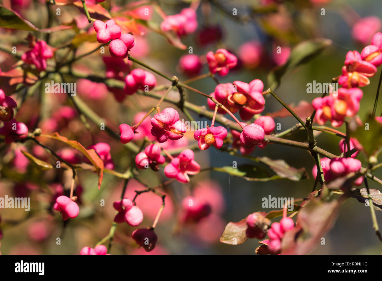 Fruit of the Common Spindle tree (Euonymus europaeus) on a nature reserve in the Herefordshire UK countryside. Stock Photo