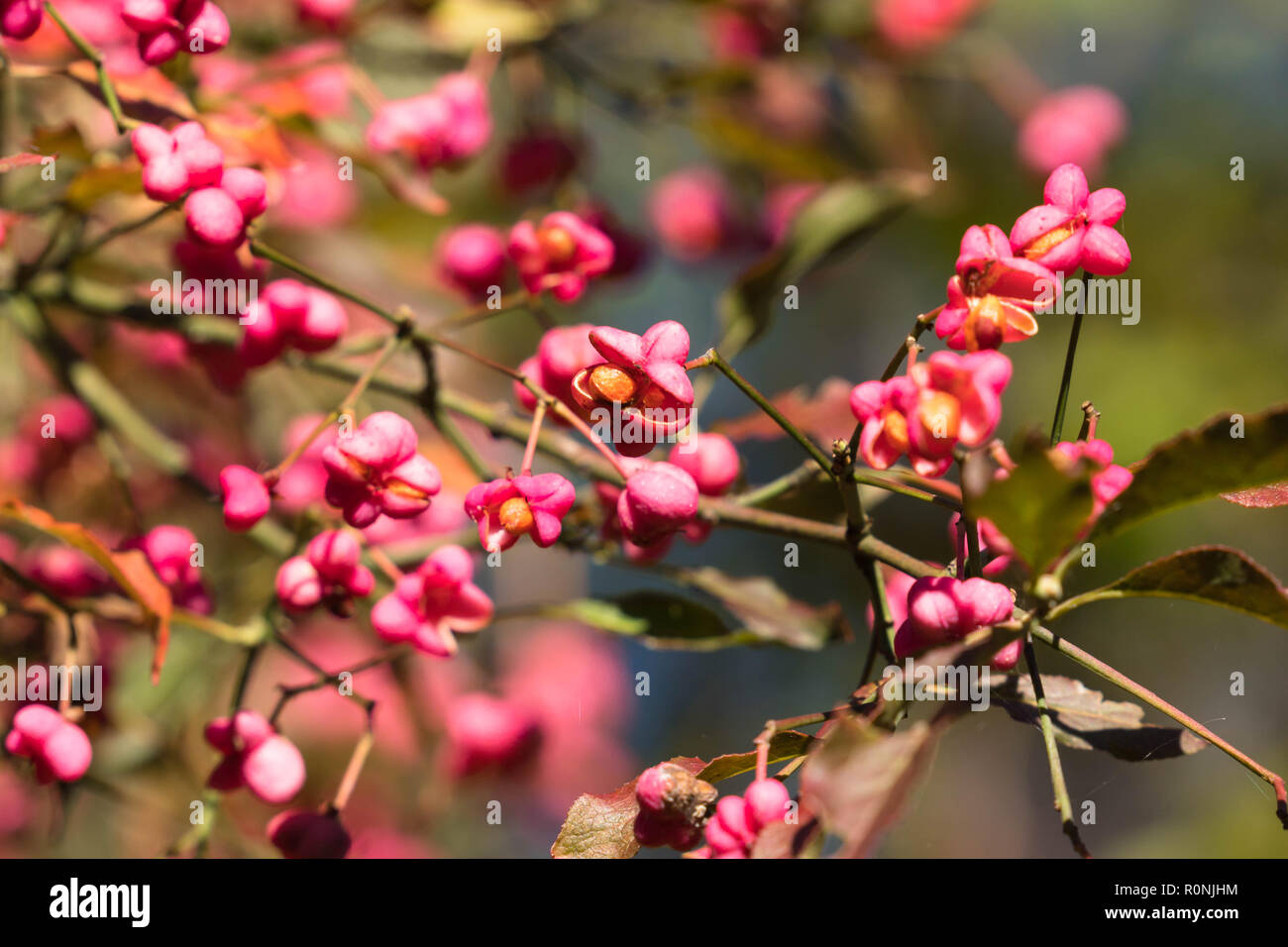Fruit of the Common Spindle tree (Euonymus europaeus) on a nature reserve in the Herefordshire UK countryside. Stock Photo