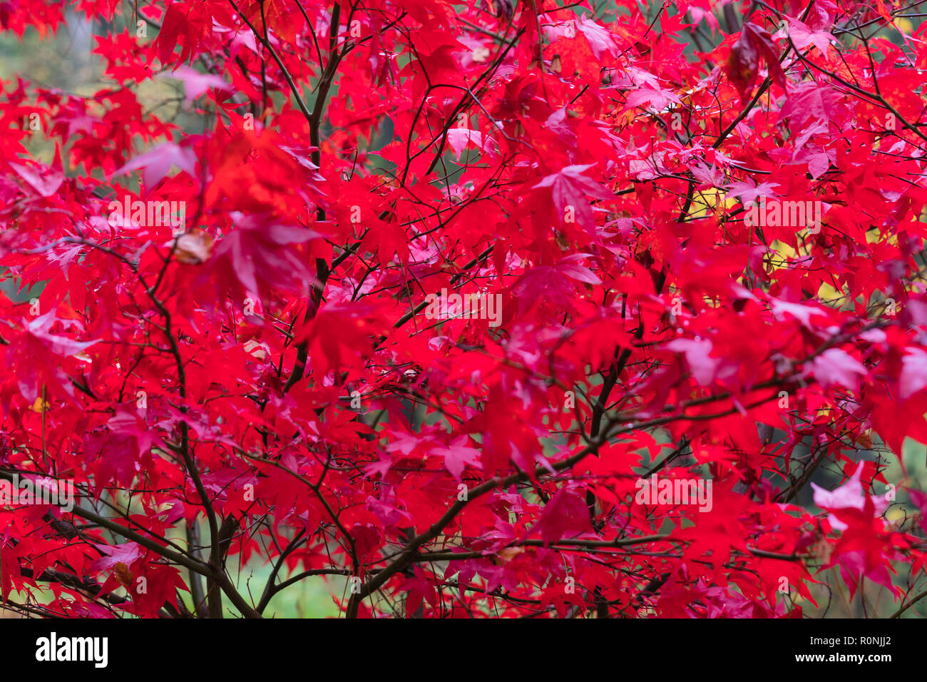 Vibrant autumn colours of the Japanese Maple Acer pulmatum (Osakasuki) Queenswood Herefordshire UK. November 2018 Stock Photo