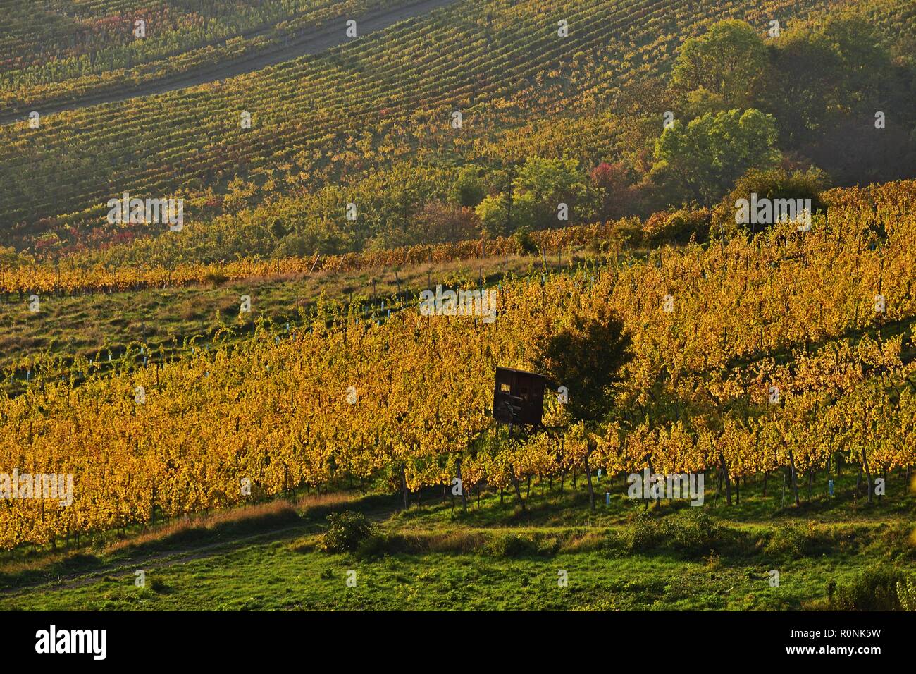 Vineyards near Grinzing, Vienna, Austria Stock Photo Alamy