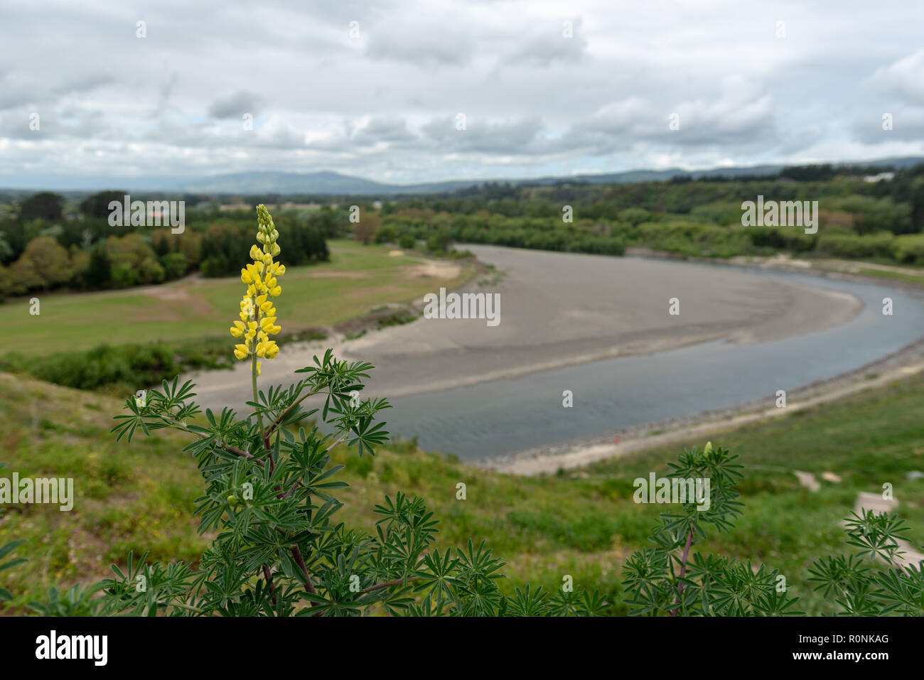 Cluster of yellow flowers in a conical shape against a blurred background of a river and lush foliage Stock Photo