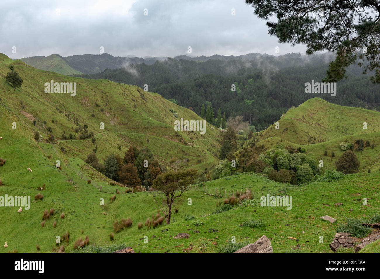 Green hills and valleys on a foggy day under an overcast sky Stock ...