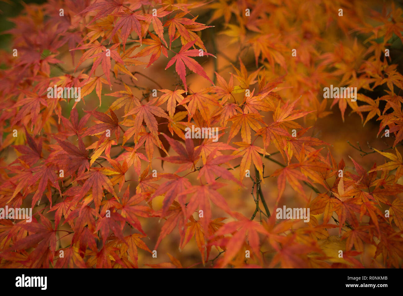 Autumnal on display at the Birmingham Botanical Gardens, Birmingham. Stock Photo