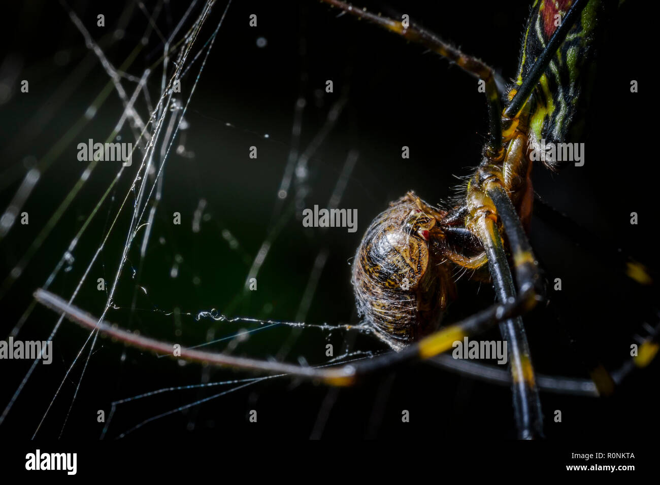 Black and yellow giant tiger spider eating its prey which is a bug. Close up and macro shot and good detail. Stock Photo