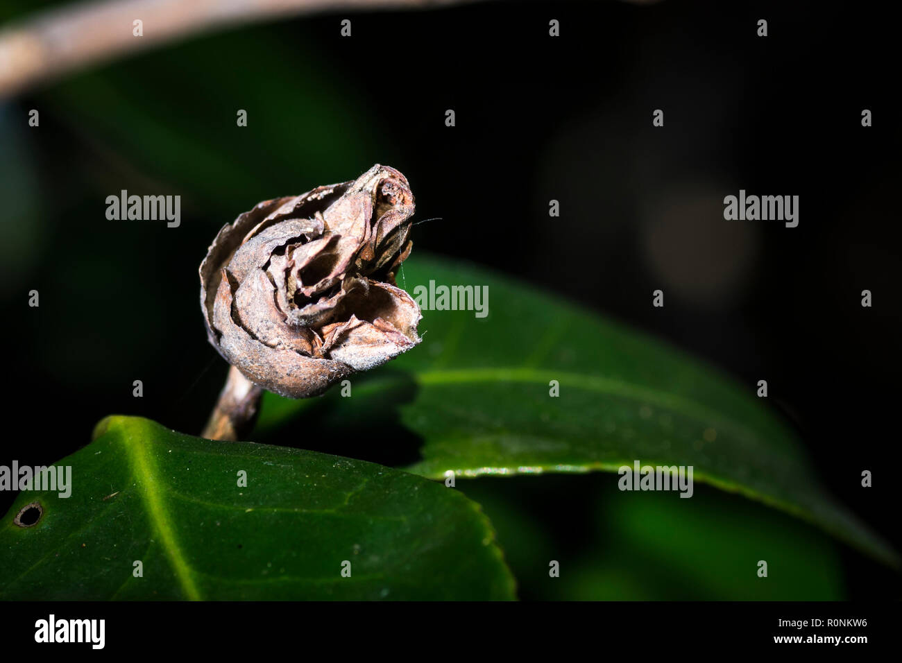 Old withered leaves hi-res stock photography and images - Alamy