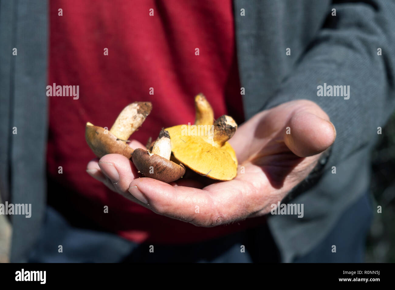 closeup of an old caucasian man with some yellow knight mushrooms, also known as man on horseback, in his hand Stock Photo