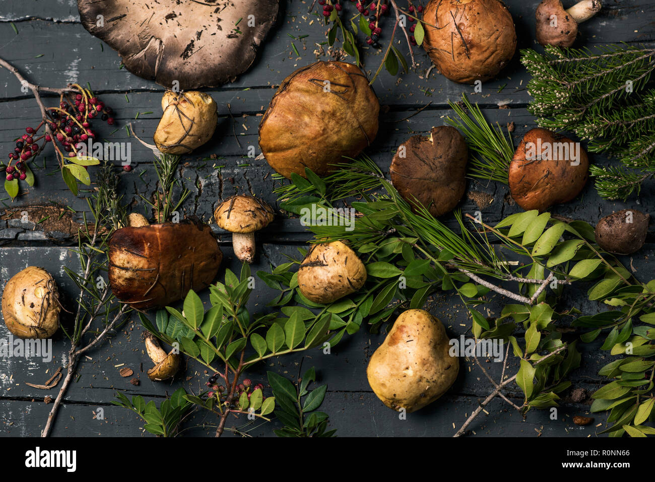 high angle view of a pile of yellow knight mushrooms, also known as man on horseback, and some twigs of different forest bushes on a dark gray rustic  Stock Photo