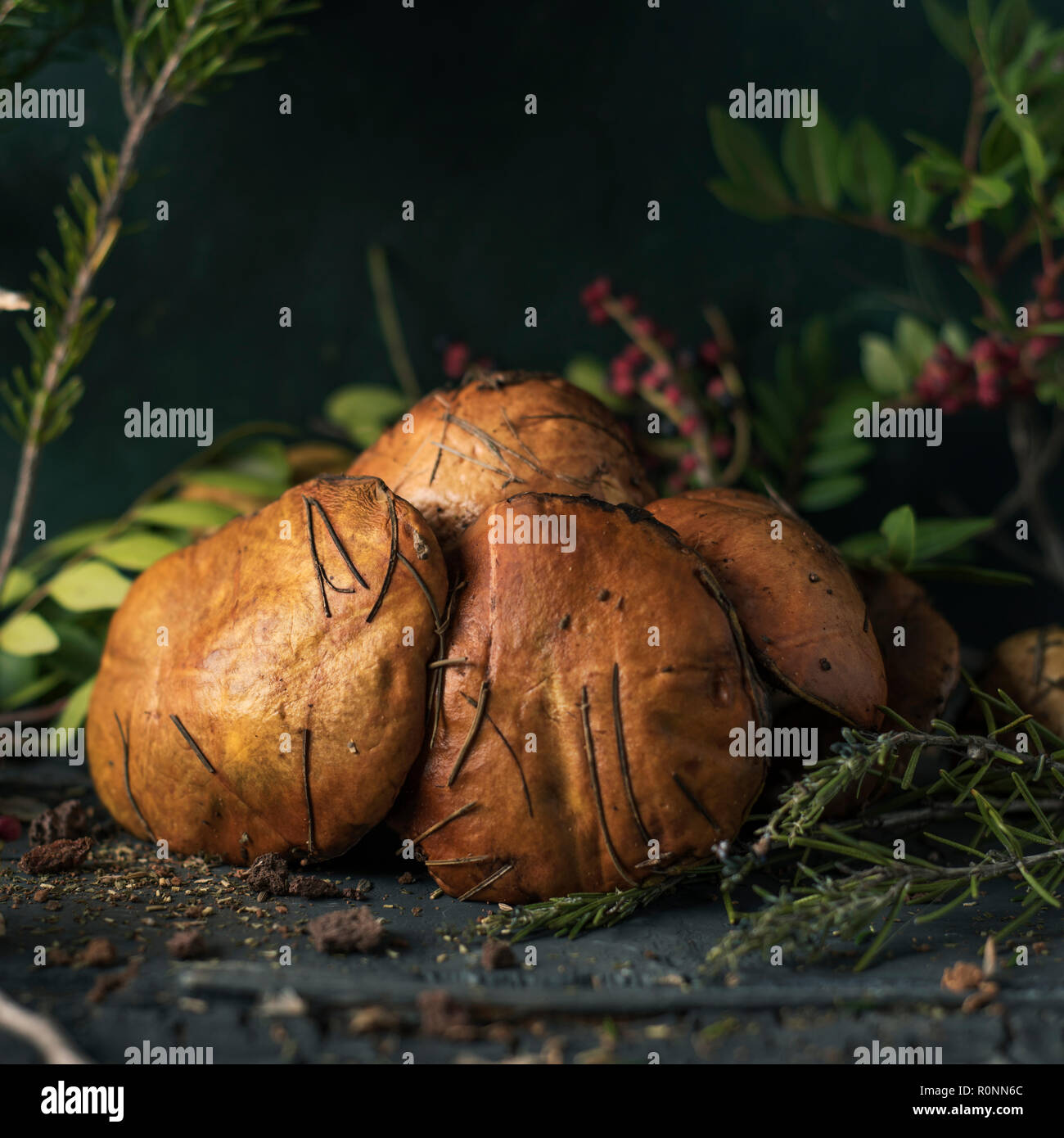 closeup of some yellow knight mushrooms, also known as man on horseback, and some twigs of different forest bushes on a dark gray rustic wooden table Stock Photo