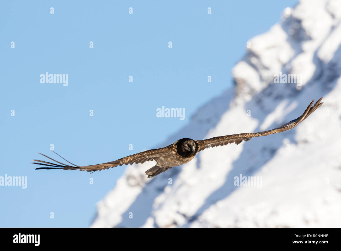 Bearded vulture, Gypaetus barbatus, immature, first year flying in the french alps, Vanoise, France, October 2018. Stock Photo