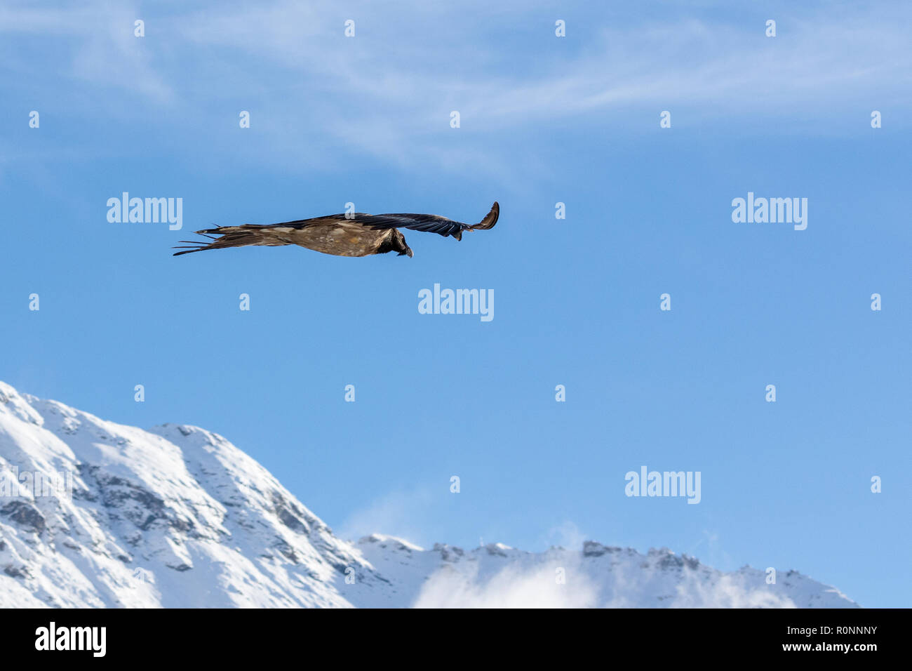 Bearded vulture, Gypaetus barbatus, immature, first year flying in the french alps, Vanoise, France, October 2018. Stock Photo