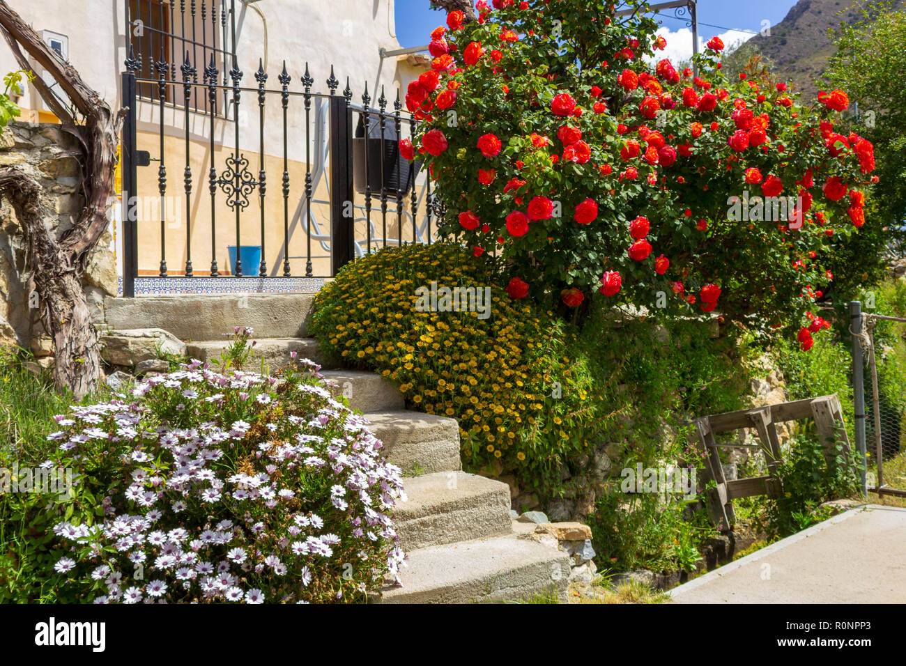 Spanish House with Steps up to a wrought iron gate and Rose bush, Daisy's and other flowers. Stock Photo
