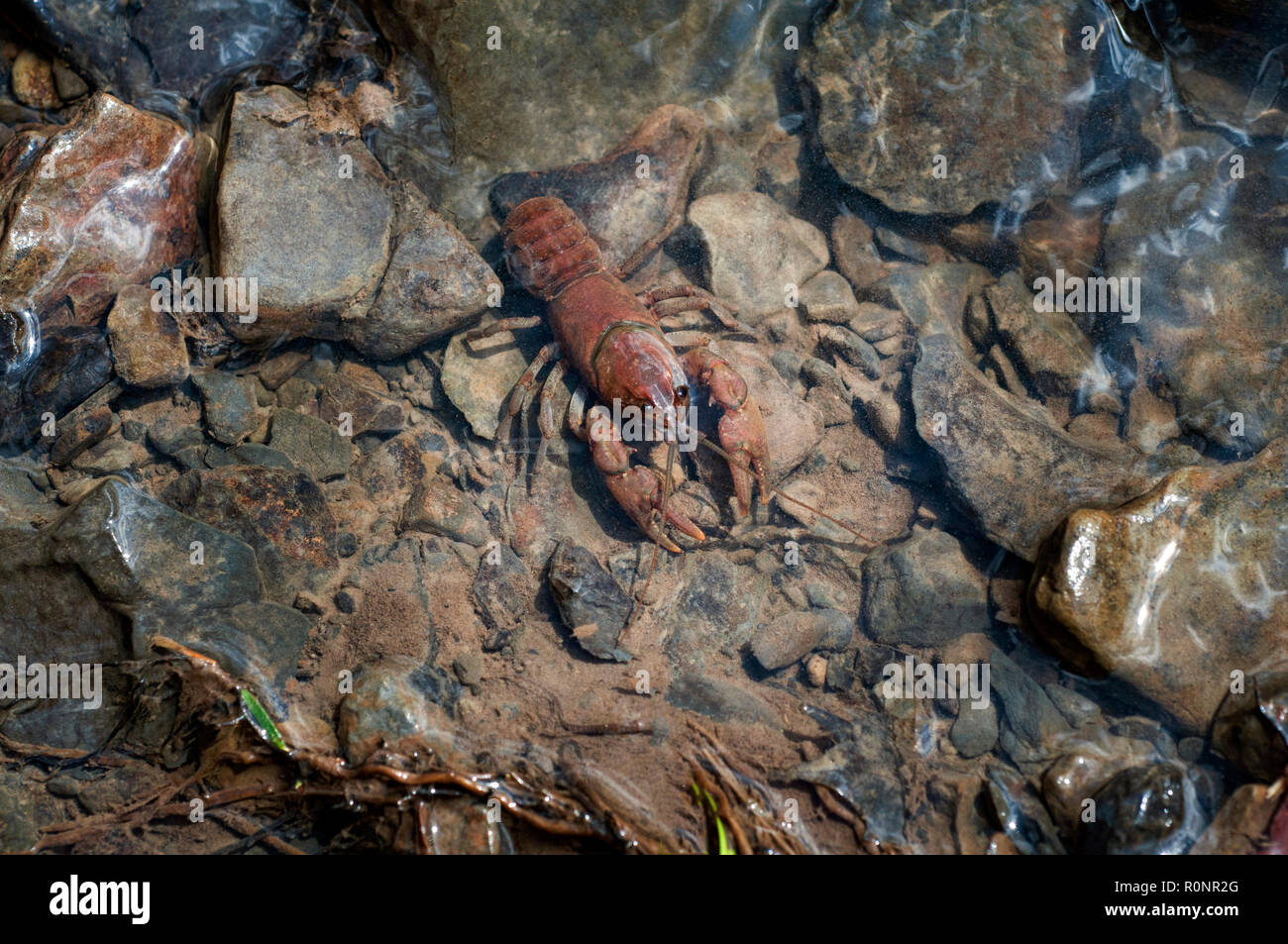 Crayfish in shallow water in a pond Stock Photo