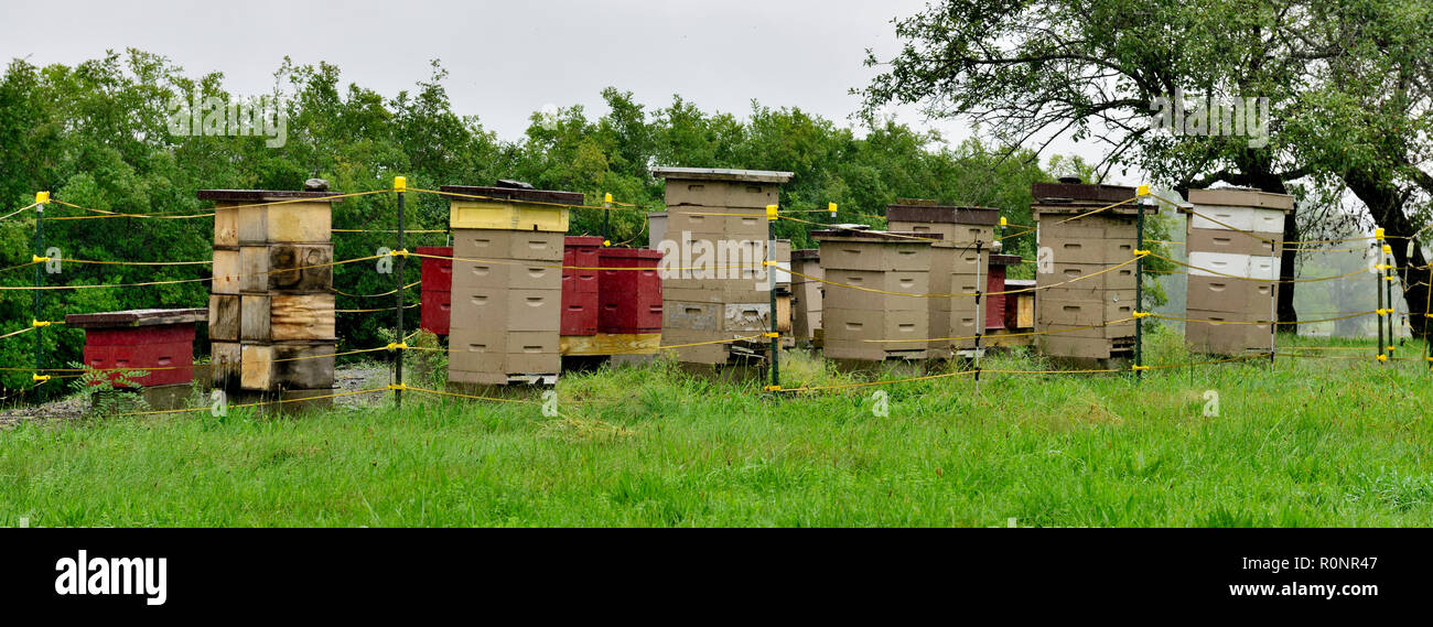 Bee hives in field at Hancock Shaker Village museum near Pittsfield MA, USA Stock Photo