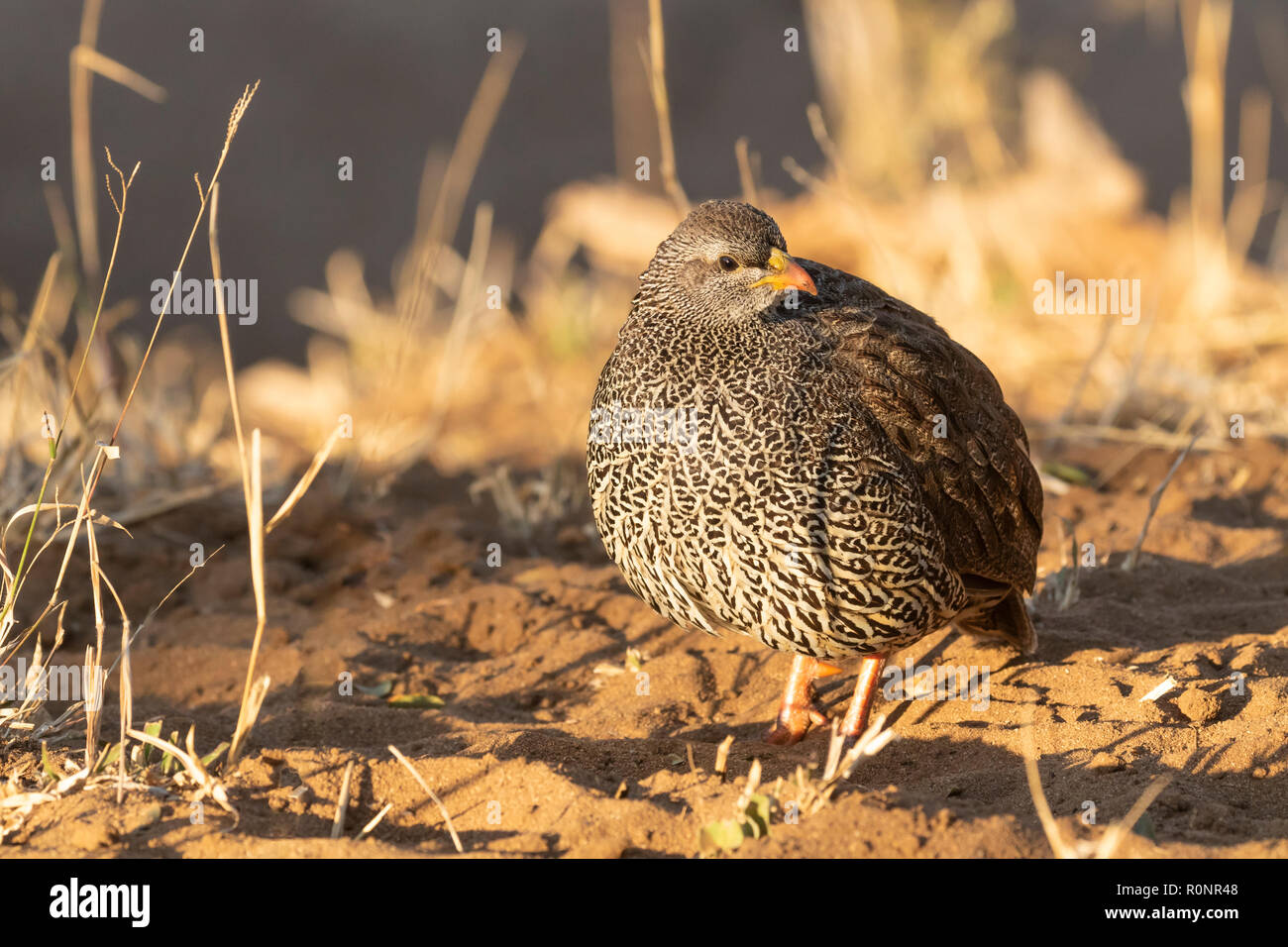 Frontal view of single adult Natal Spurfowl formerly Natal Francolin Kruger National Park South Africa enjoying early morning sunshine Stock Photo