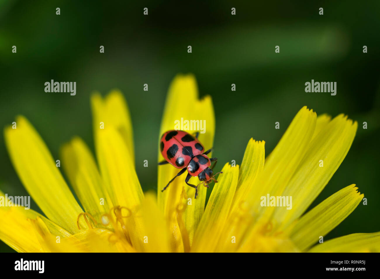 Closeup of a ladybug on a yellow flower Stock Photo